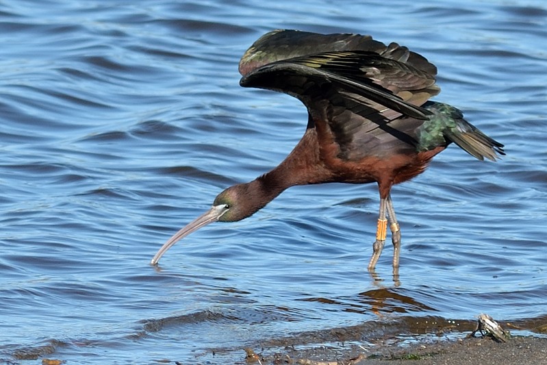 Zwarte Ibis